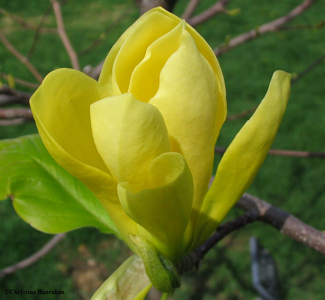 Magnolia