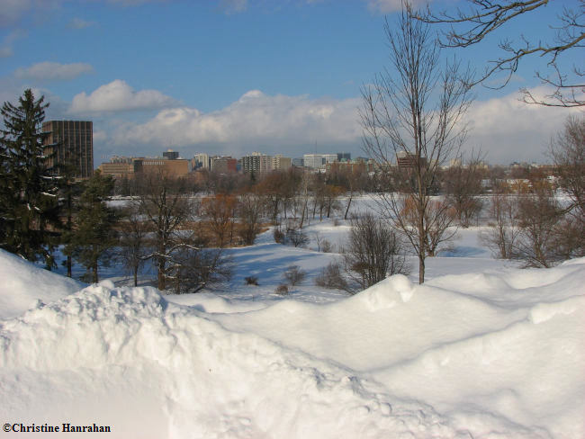 Looking across the Arboretum to downtown Ottawa