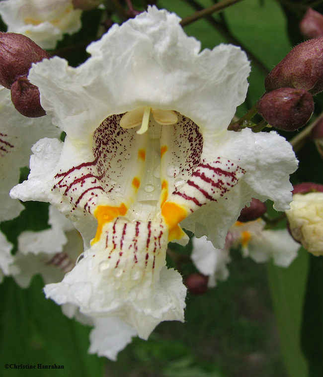 Catalpa blossom