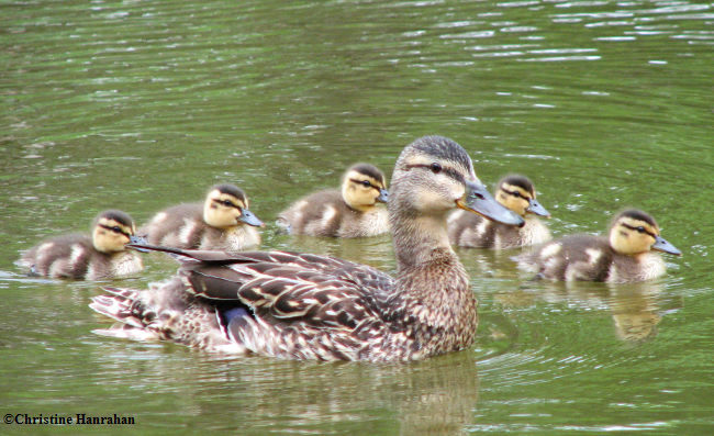 Mallard and young