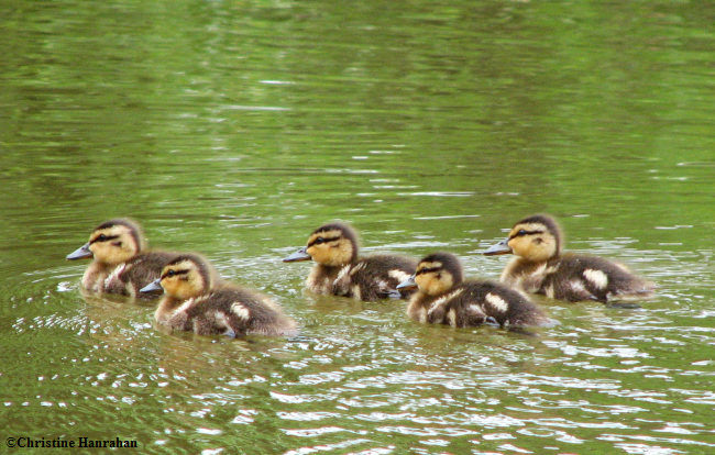 Young mallards