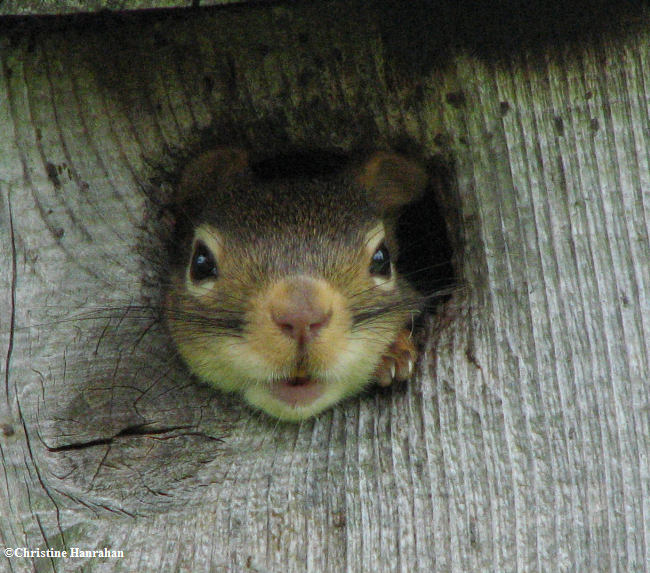 Young Red squirrel in nestbox