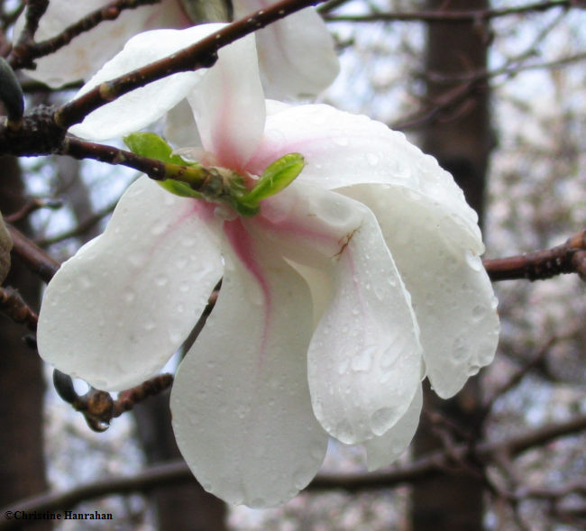 Magnolia in the rain