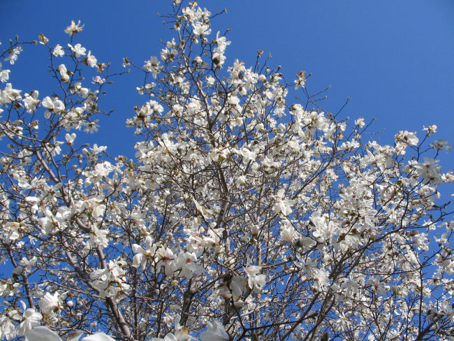 Magnolias