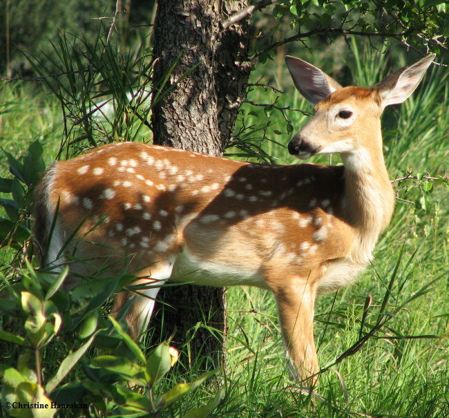 Young White-tailed deer