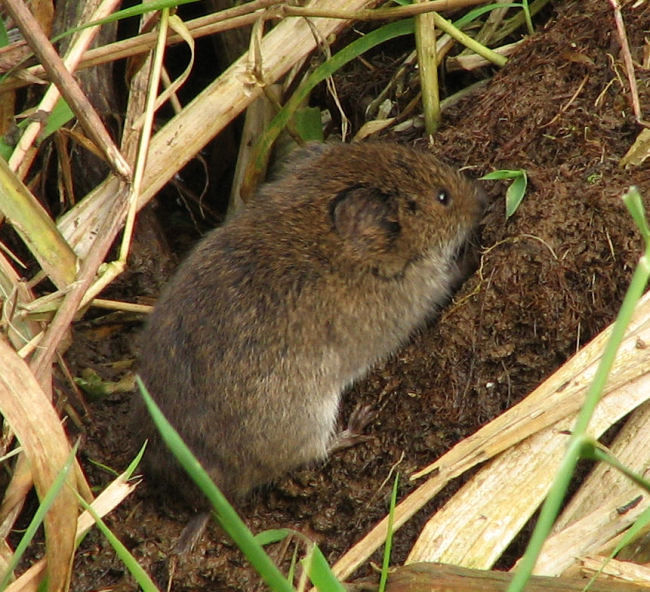 Rodents:  Mice and Voles