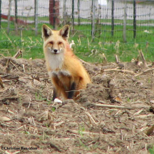 Red fox  (Vulpes vulpes)
