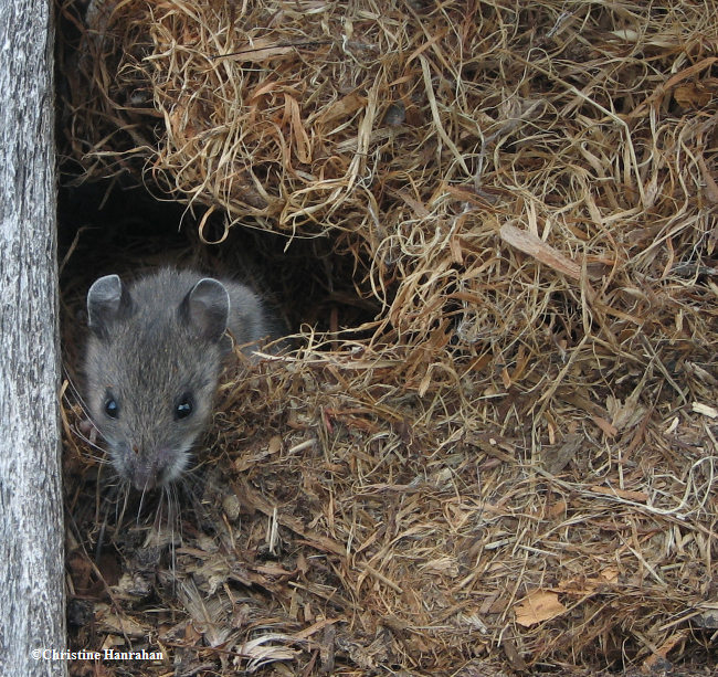 Mouse, probably White-footed Mouse