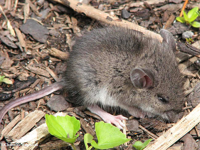 Mouse, probably White-footed Mouse