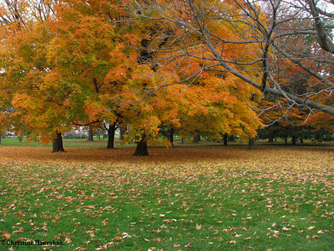 Autumn in the Arboretum