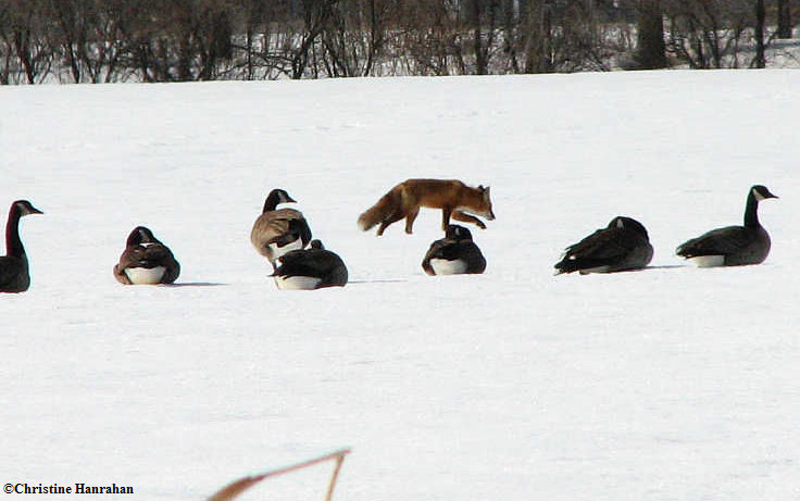 Fox and Canada geese
