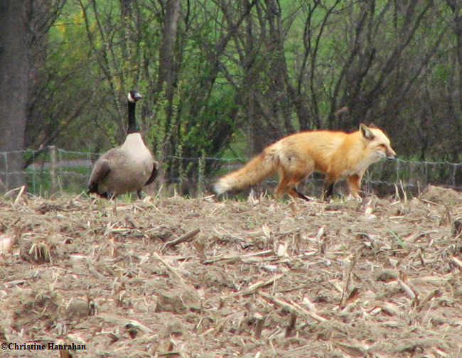 Fox and Canada goose