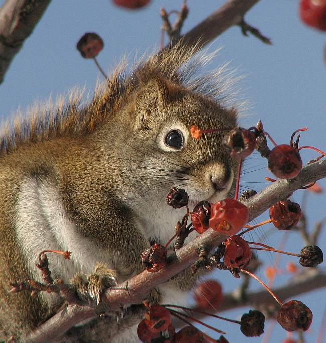 Red squirrel in crabapple