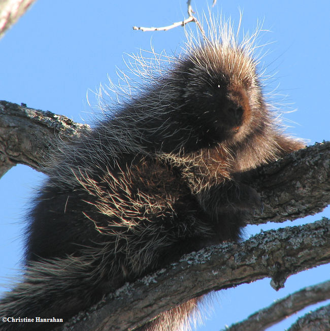 Porcupine