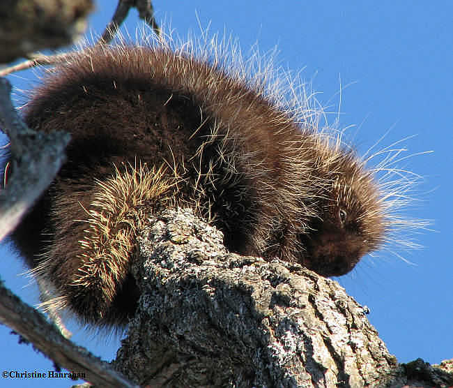 Porcupine