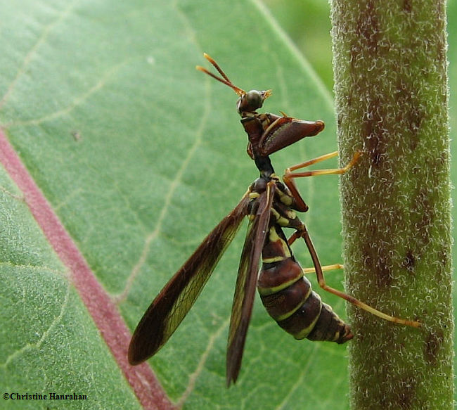 Brown mantidfly (Climaciella brunnea), a mimic of vespid wasps