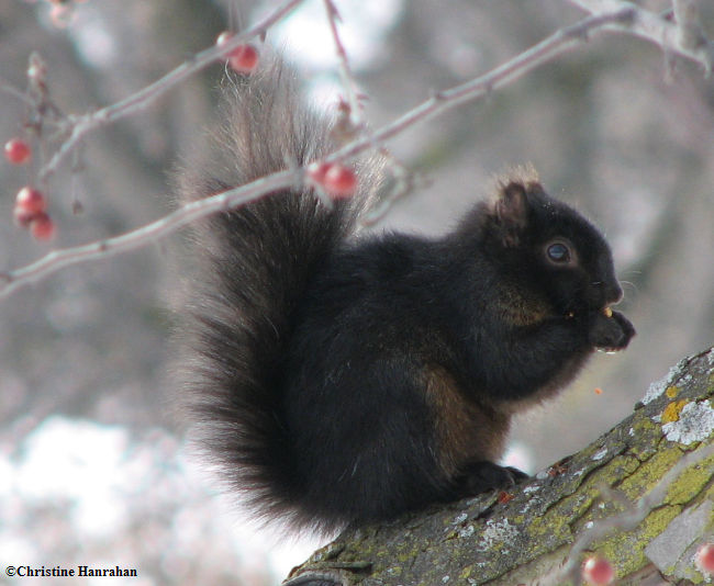 Grey squirrel eating crabapples