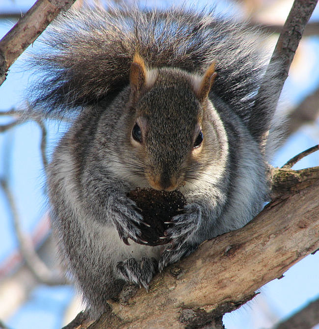 Grey squirrel with walnut