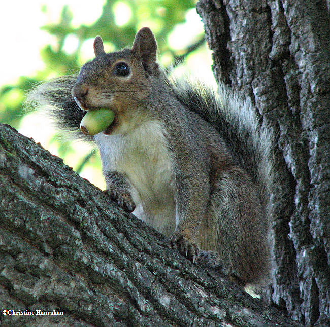Grey with acorn