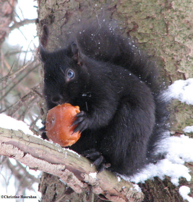 Grey squirrel with apple