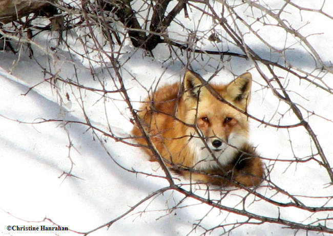Red fox  (Vulpes vulpes)