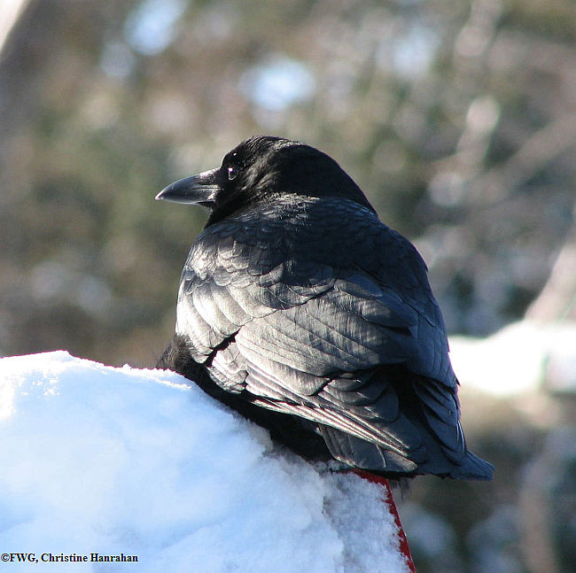 American crow