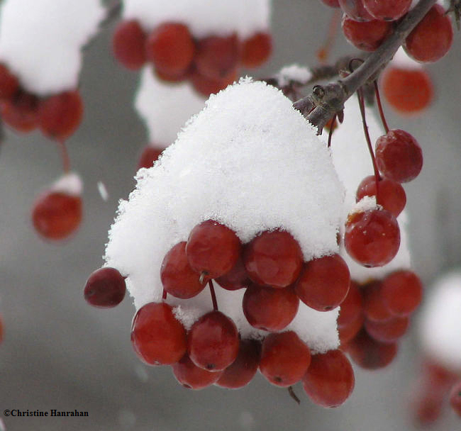 Crabapples in snow