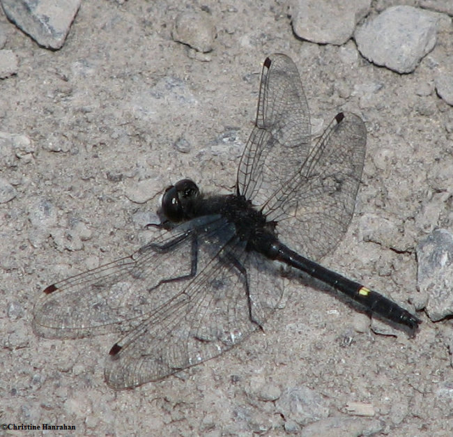 Dot-tailed whiteface (Leucorrhinia intacta)