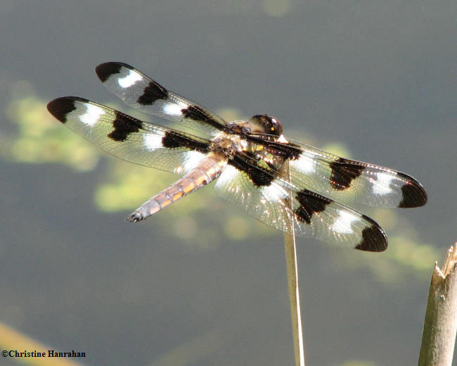 Dragonflies and Damselflies  (Odonata) of Larose Forest