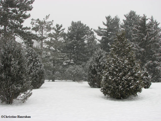 Winter in the Arboretum