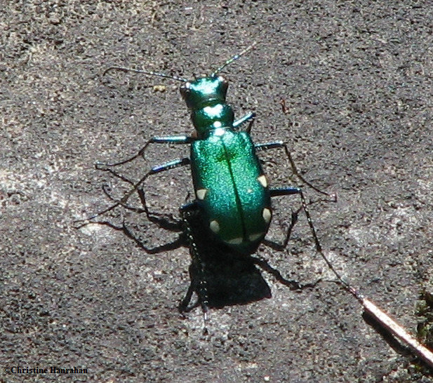 Six-spotted tiger beetle (Cicindela sexguttata)