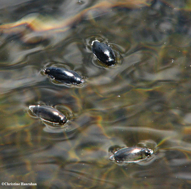 Whirligig beetles (Gyrinus sp. )