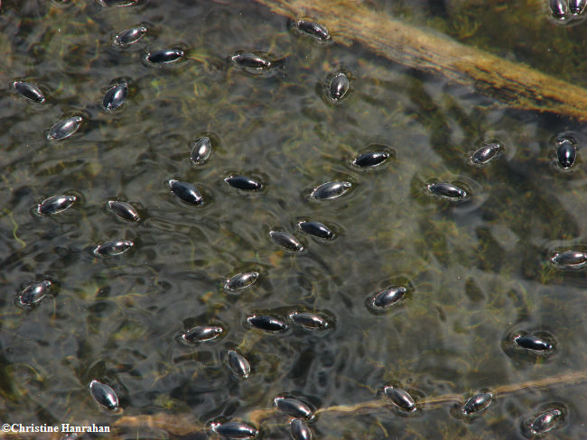 Whirligig beetles (Gyrinus sp.)