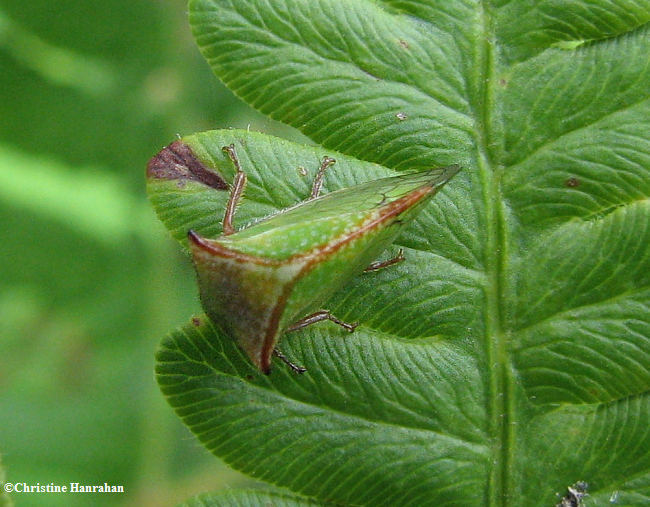 Buffalo treehopper  (ceresa sp.)