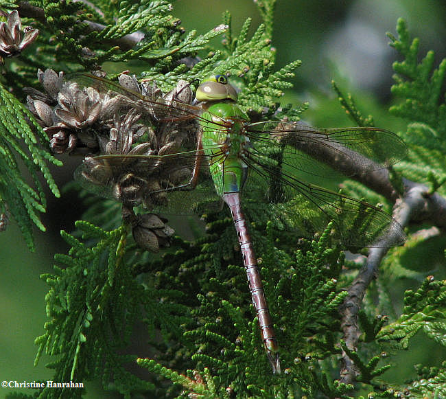 Common green darner  (Anax junius)