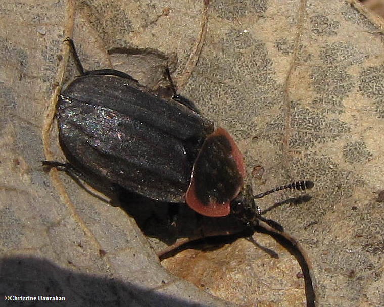 Carrion beetle (Oiceoptoma noveboracense)