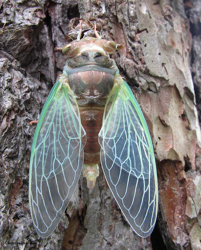 Cicada- just emerged from its nymphal skin