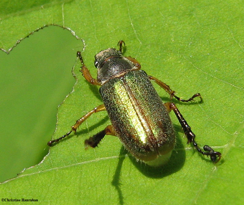 Scarab beetle  (<em>Dichelonyx </em> sp.)