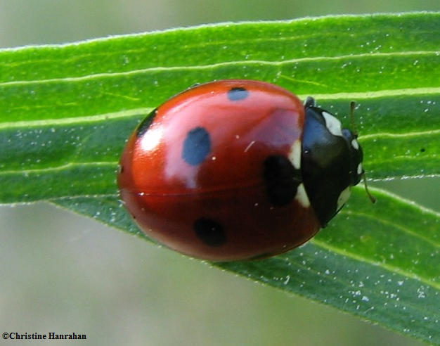 Seven-spotted lady beetle (Coccinella septempunctata)