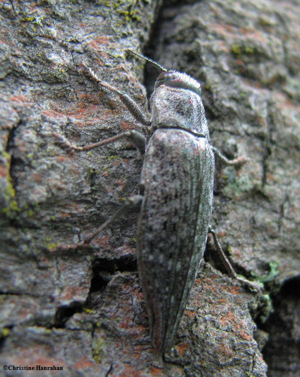 Metallic wood-boring beetle (Dicerca sp.?)