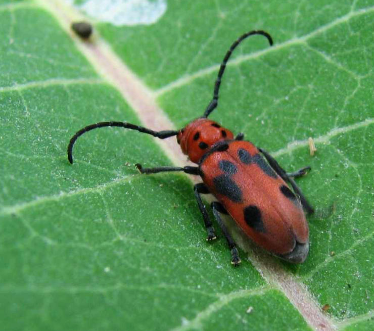 Red milkweed beetle  (Tetraopes tetrophthalmus)