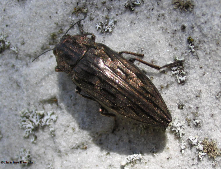 Metallic wood boring beetle (Dicerca sp.)