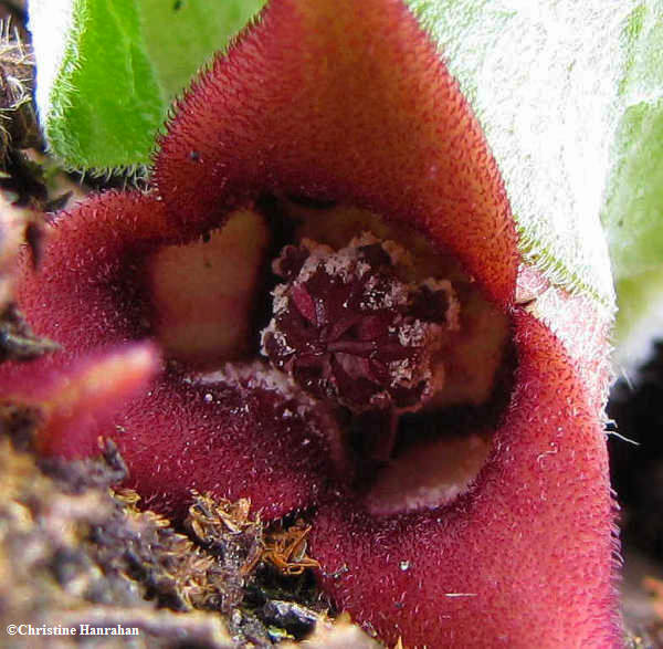 Ginger, wild  (Asarum canadense)