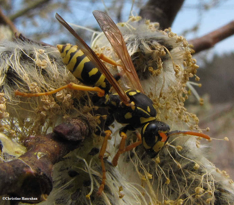 European paper wasp (Polistes dominula) on willow