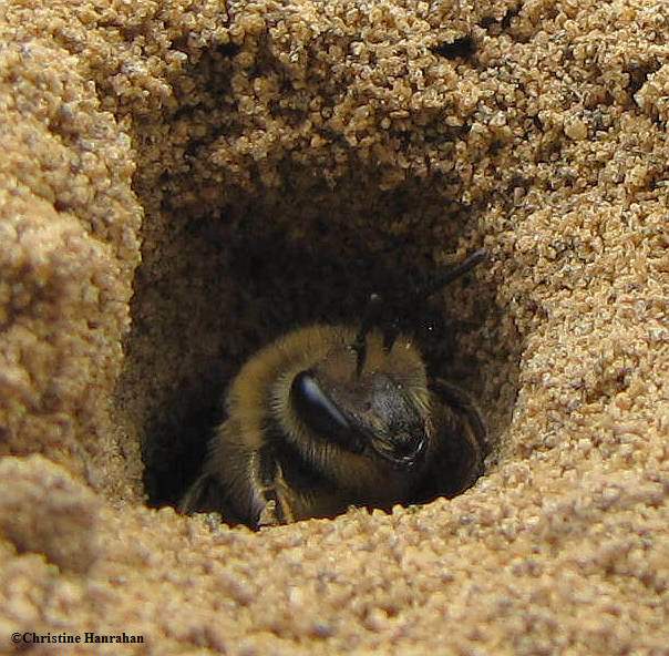 Plaster bee  (Colletes sp.) emerging from burrow