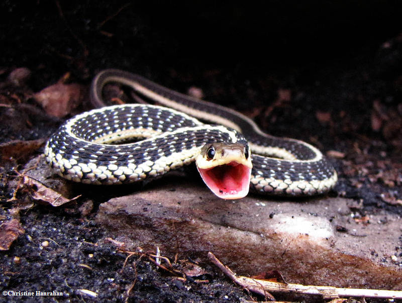 Garter snake  (Thamnophis sirtalis)