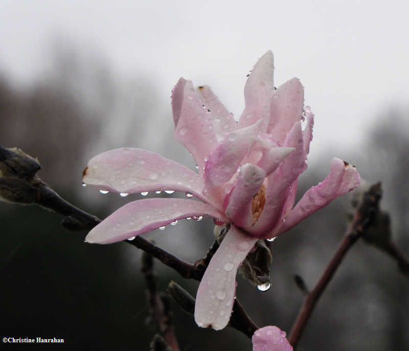 Magnolia in the rain
