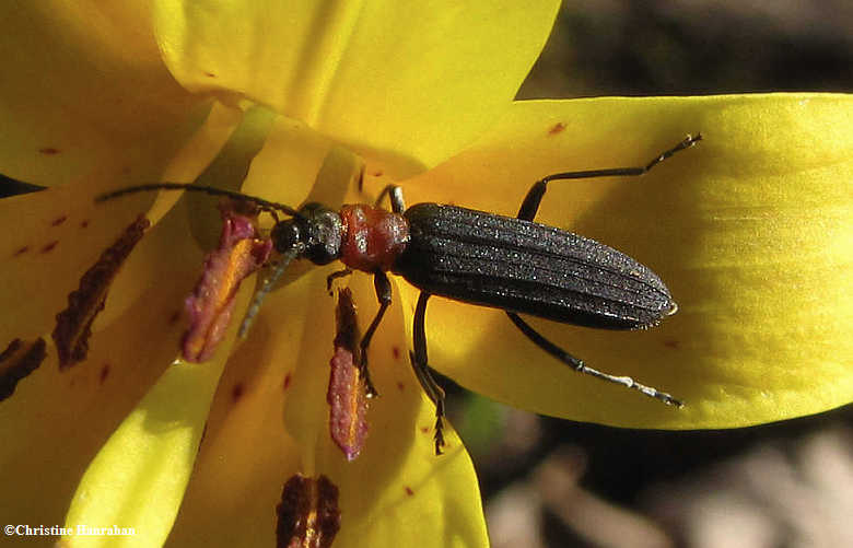False blister beetle  (Oedemeridae sp.) on trout lily