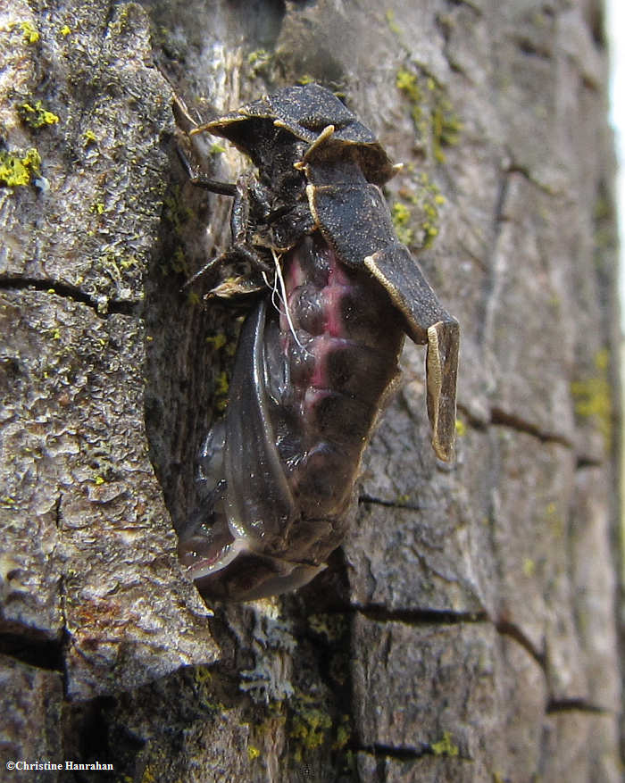 Firefly pupa, Lampyrid sp.