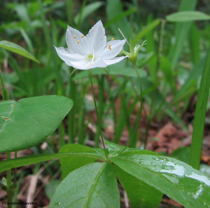 Starflower (Trientalis borealis)